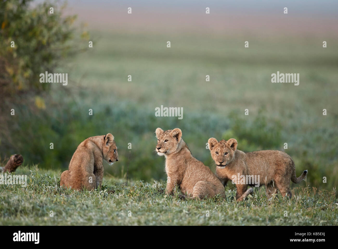 Three lion (Panthera leo) cubs, Ngorongoro Crater, Tanzania, East Africa, Africa Stock Photo