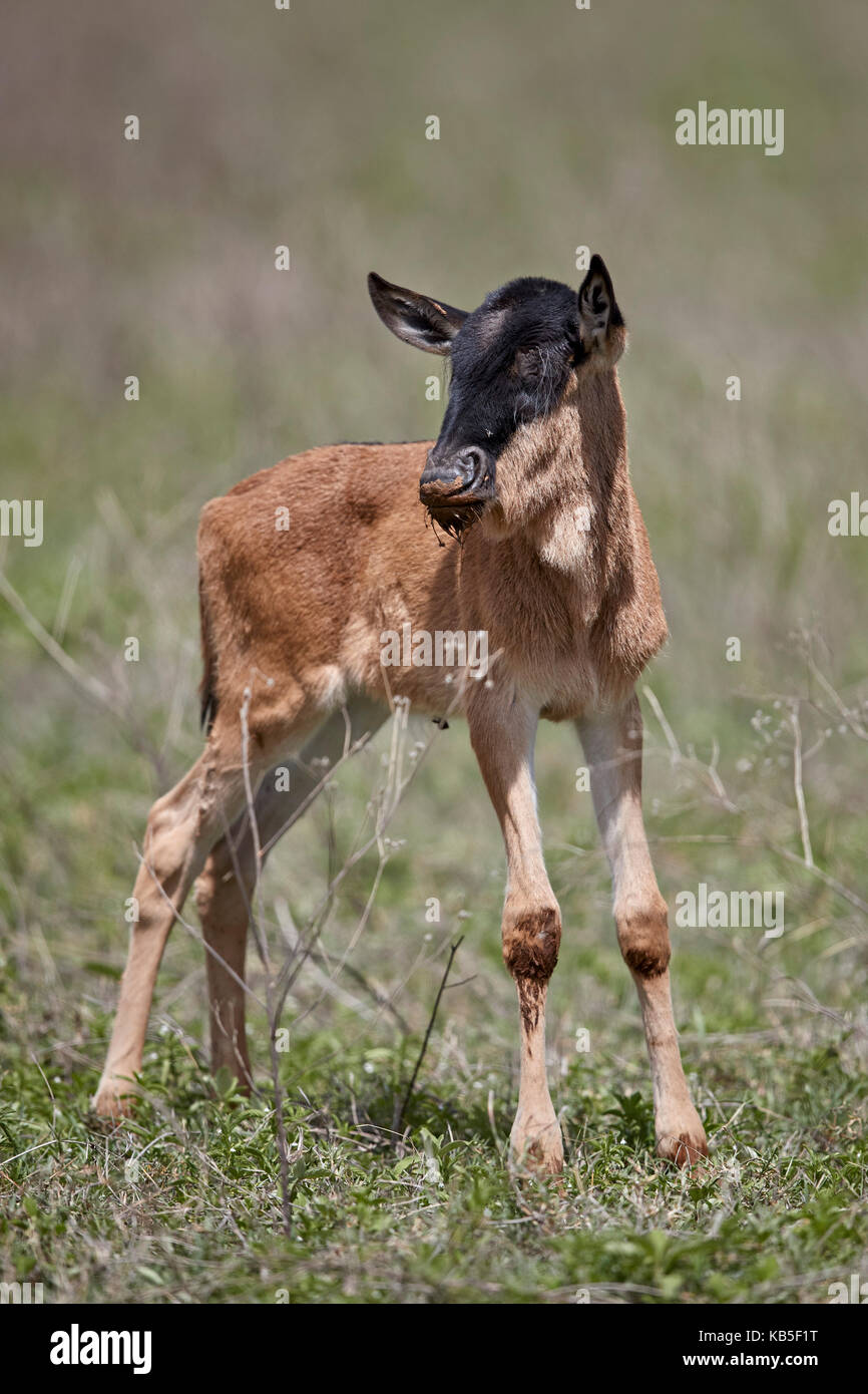 Blue wildebeest (brindled gnu) (Connochaetes taurinus) calf, Ngorongoro