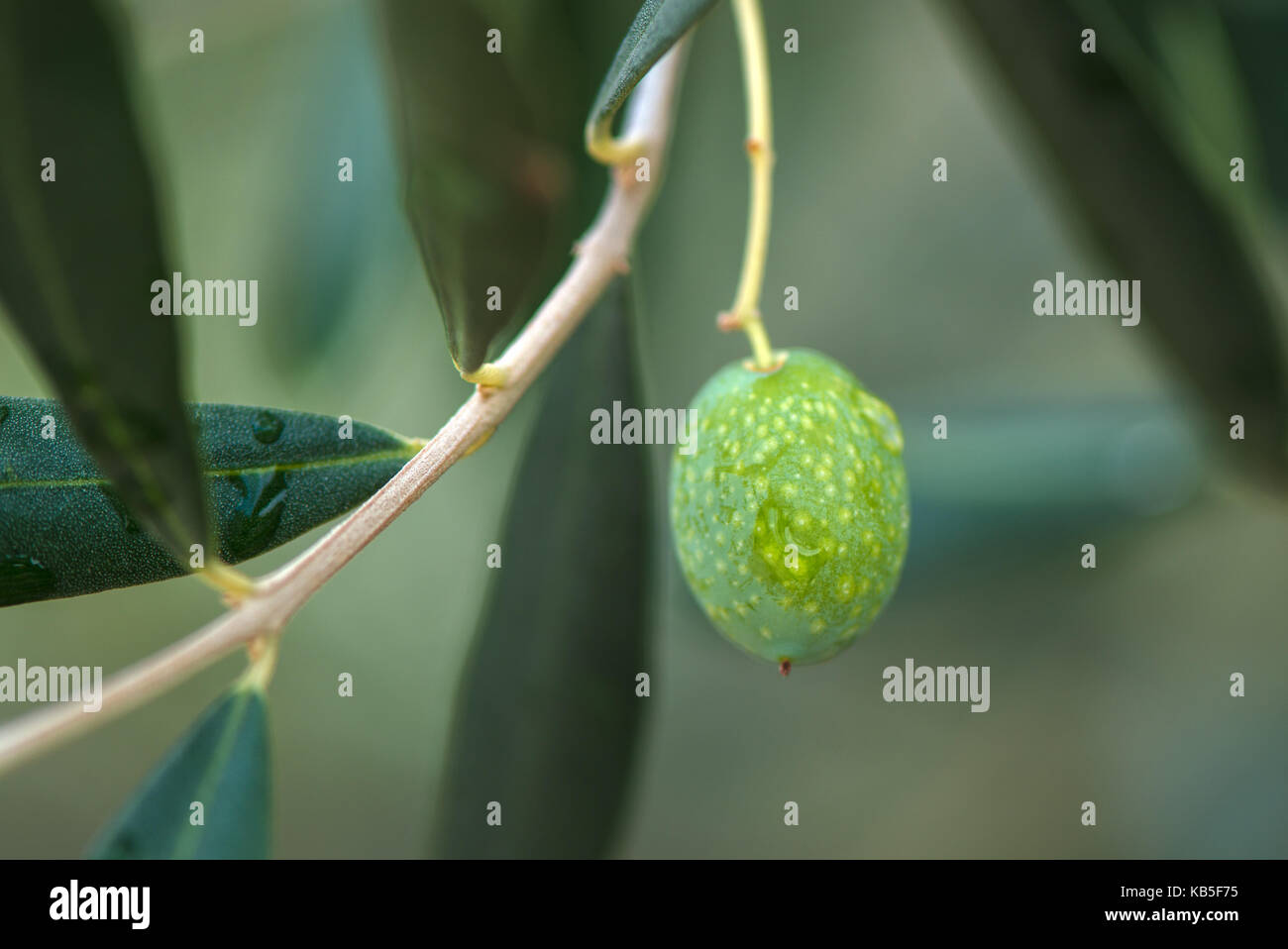 Green olive fruit on the tree branch, selective focus Stock Photo