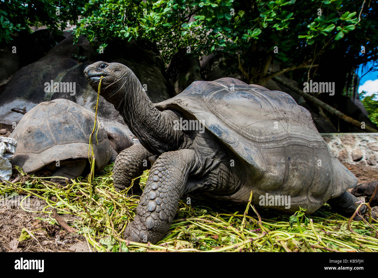 Giant Aldabra Seychelles tortoise (Aldabrachelys gigantea), Union Estate Park, La Digue, Republic of Seychelles, Indian Ocean Stock Photo