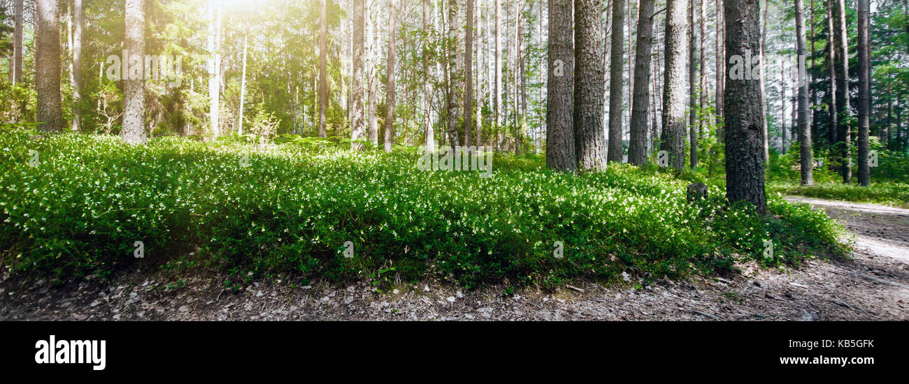 Ecology background landscape Stock Photo - Alamy