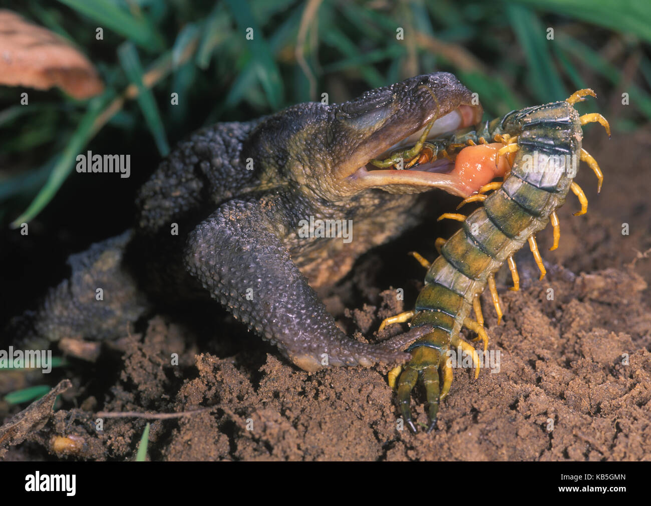 Amphibians Eating High Resolution Stock Photography and Images Alamy