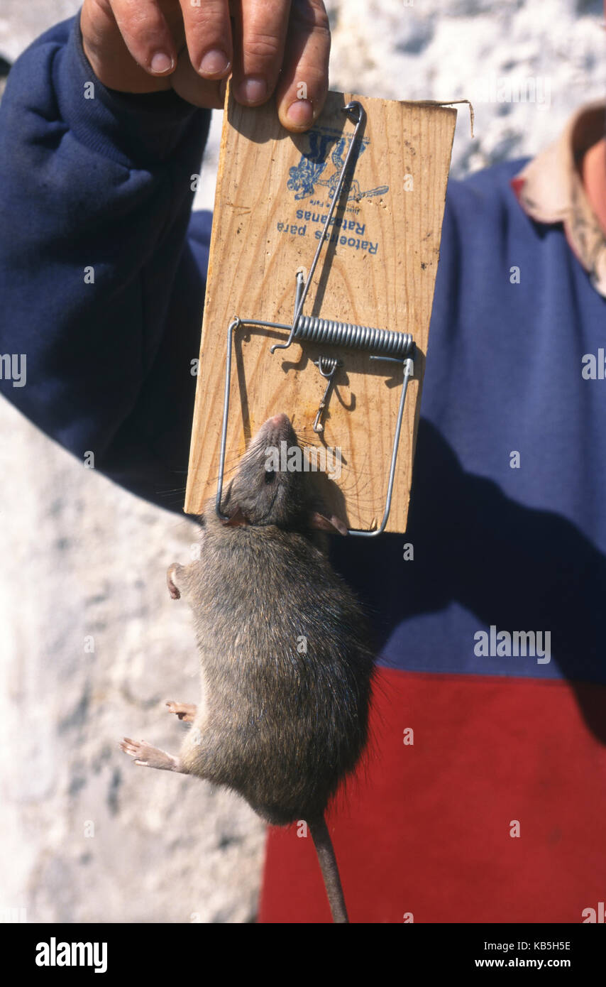 Caught In Trap High Resolution Stock Photography and Images Alamy