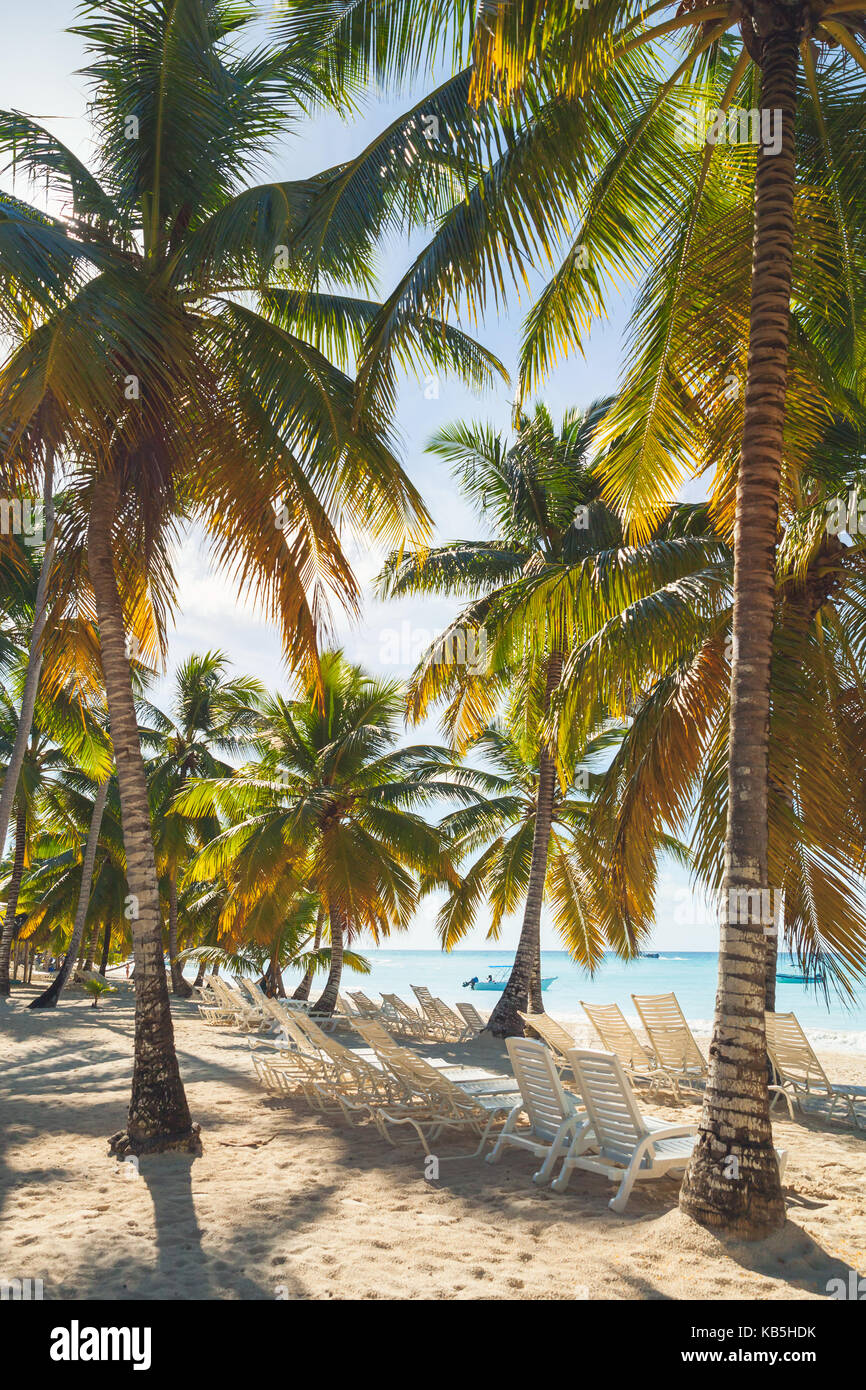 Vertical tropical beach background photo. Coconut palms grow on Caribbean Sea coast, Dominican