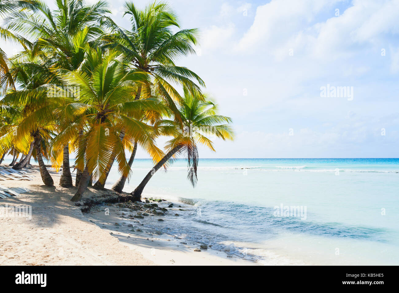 Coconut palm trees grow on white sandy beach. Caribbean Sea coast