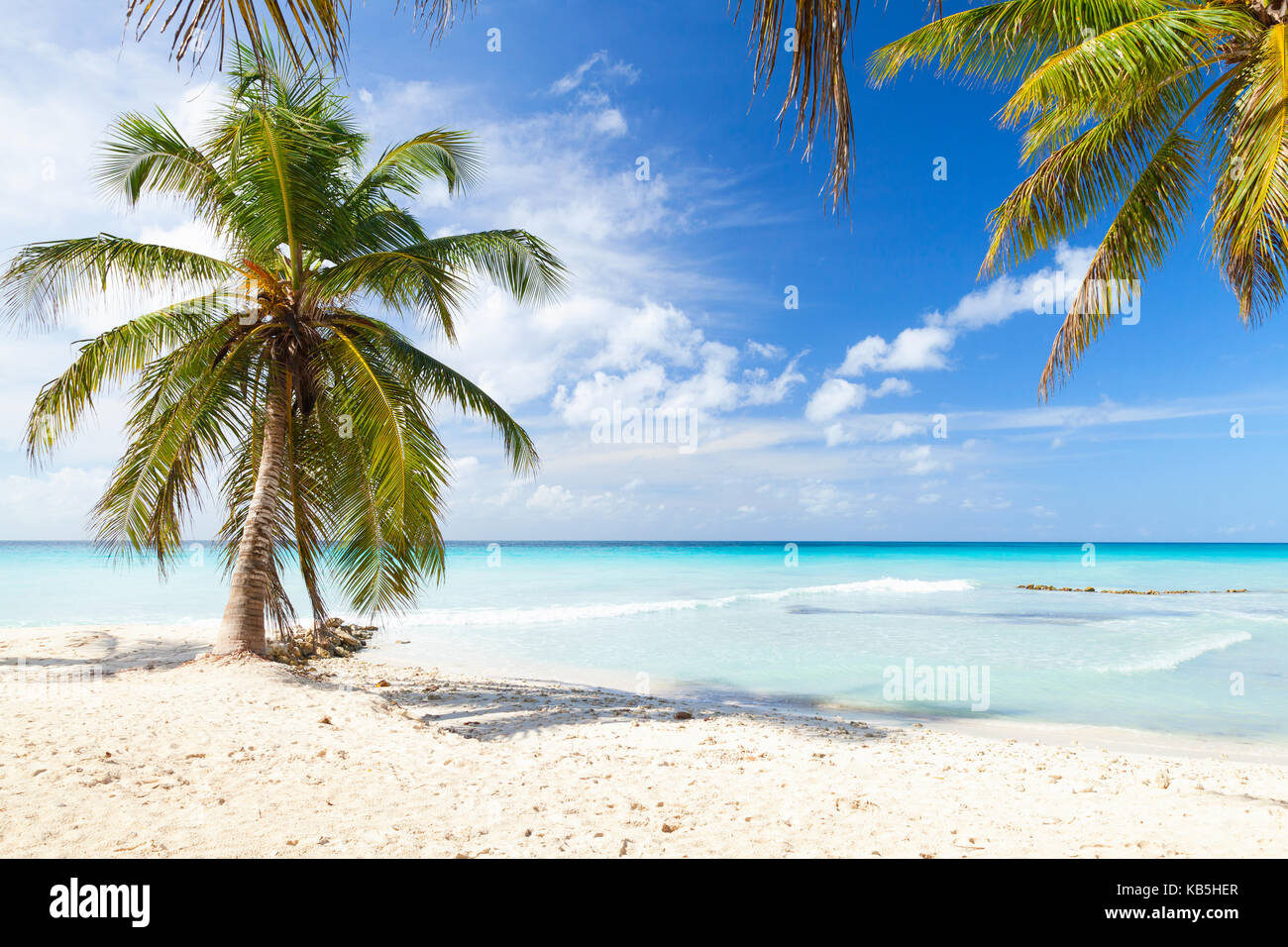 Coconut palm trees grow on white sandy beach. Caribbean Sea, Dominican republic, Saona island Stock Photo