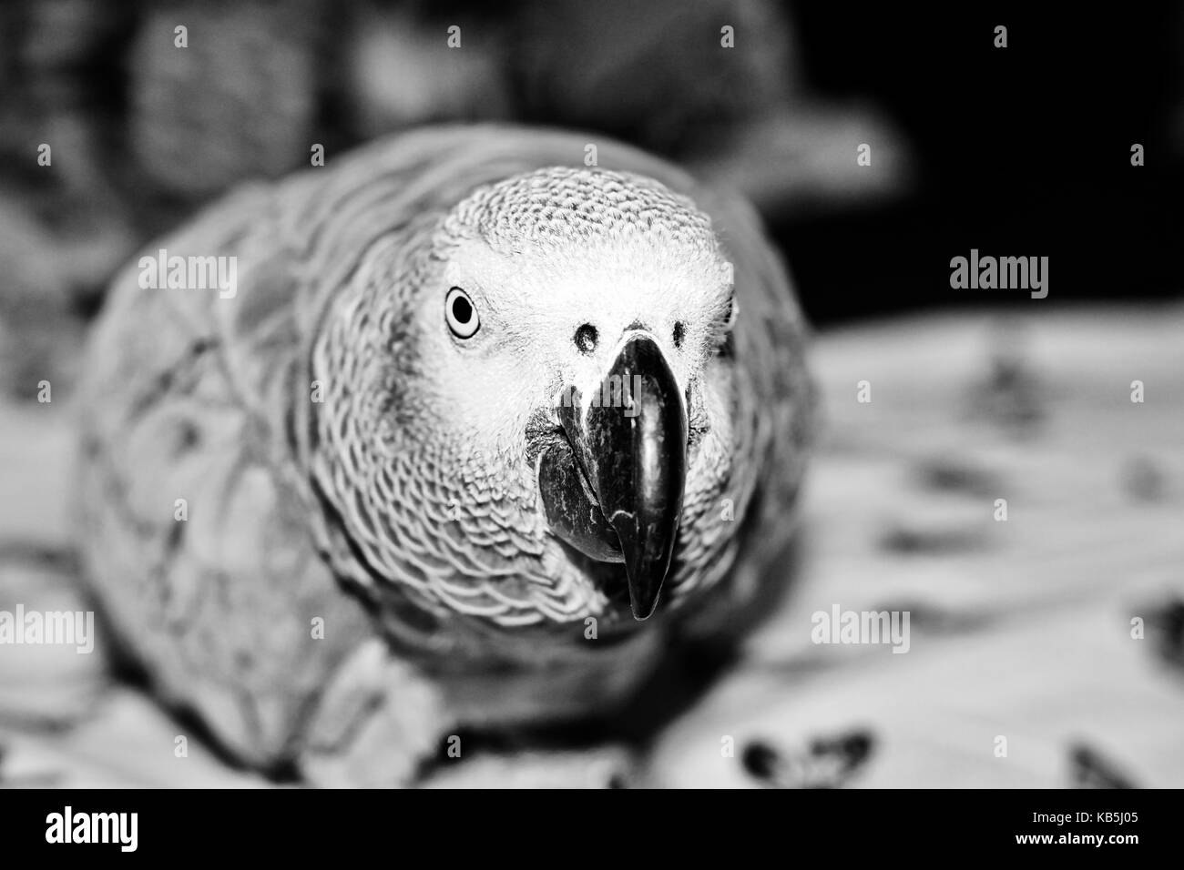 Small home pet. African gre parrot. Natural animal concept Stock Photo ...
