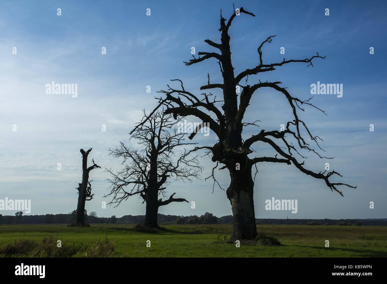 Rogalinek, Wielkopolska, Poland. 27th Sep, 2017. September 27, 2017 - Rogalinek, Poland - The first days of autumn among huge old oaks (Quercus robur) in the valley of Warta river. It is one of the biggest old oaks' group in Europe. There is an interesting situation in this area because both oaks and beetles (Cerambyx cerdo which larvae feed among others on wood of oaks) are protected. Credit: Dawid Tatarkiewicz/ZUMA Wire/Alamy Live News Stock Photo