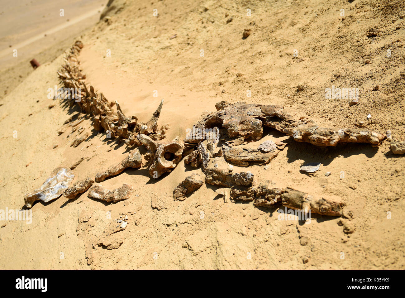 Cairo, Egypt. 27th Sep, 2017. Whale fossils are seen in the natural reserve area of Wadi Al-Hitan, or the Valley of Whales, in Fayoum Governorate, Egypt, on Sept. 27, 2017. Wadi Al-Hitan, or the Valley of Whales, is a paleontological site in the Fayoum Governorate of Egypt. Wadi Al-Hitan contains invaluable fossil remains of the earliest, and now extinct, suborder of whales, Archaeoceti. It was designated a United Nations Educational, Scientific and Cultural Organization (UNESCO) World Heritage Site in 2005. Credit: Zhao Dingzhe/Xinhua/Alamy Live News Stock Photo