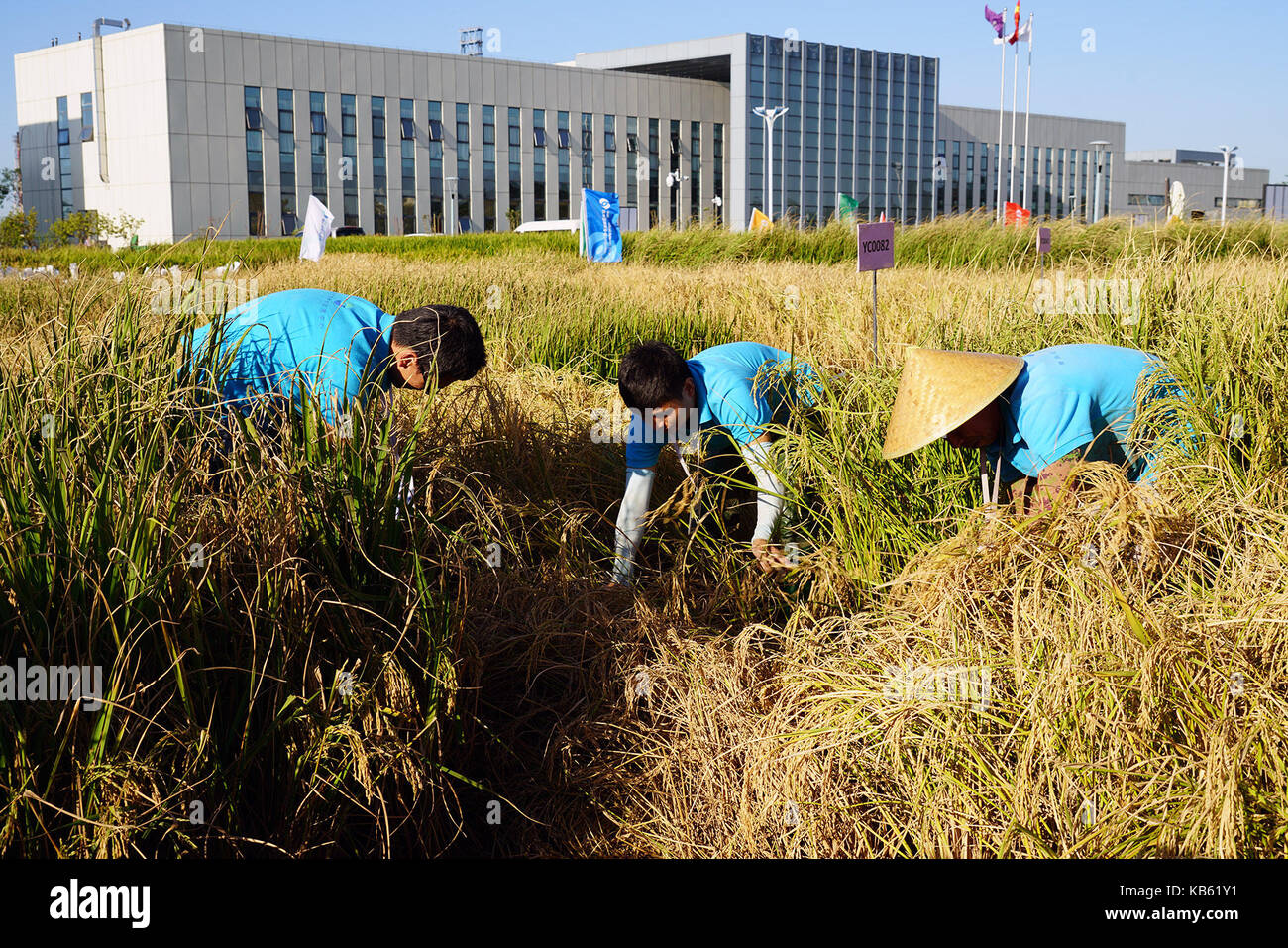 Qingdao, China's Shandong Province. 28th Sep, 2017. Staff members harvest saline-tolerant rice in Qingdao, east China's Shandong Province, Sept. 28, 2017. Four types of saline-tolerant rice registered an estimated output of between 6.5 to 9.3 tonnes per hectare, at Qingdao saline-alkali tolerant rice research and development center. Credit: Li Mingfang/Xinhua/Alamy Live News Stock Photo