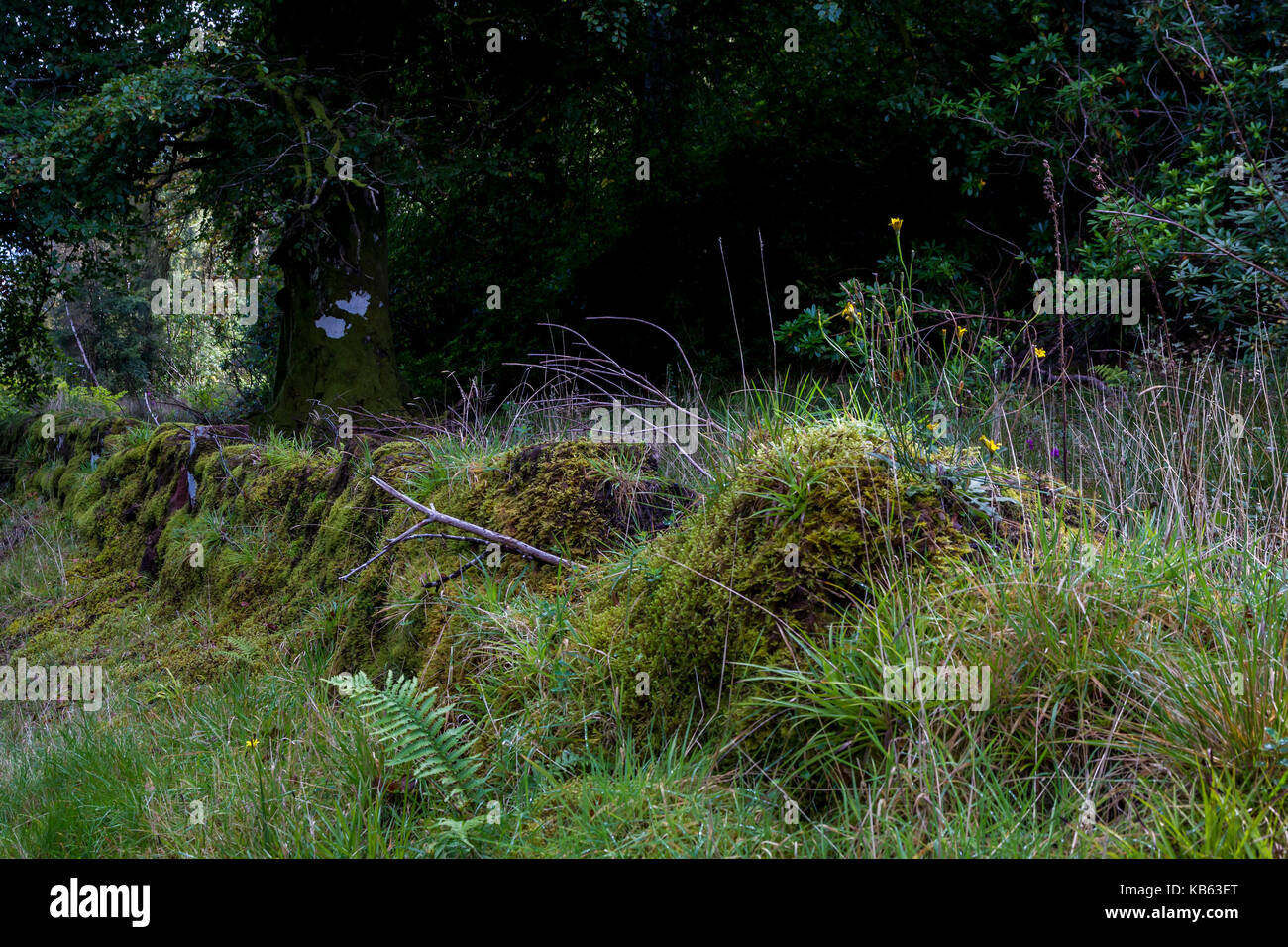 Stone walls on the side of a road covered in moss, Isle of Arran, Scotland. Stock Photo