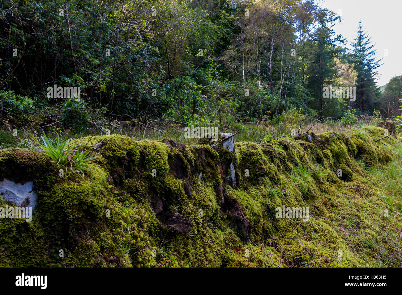 Stone walls on the side of a road covered in moss, Isle of Arran, Scotland. Stock Photo