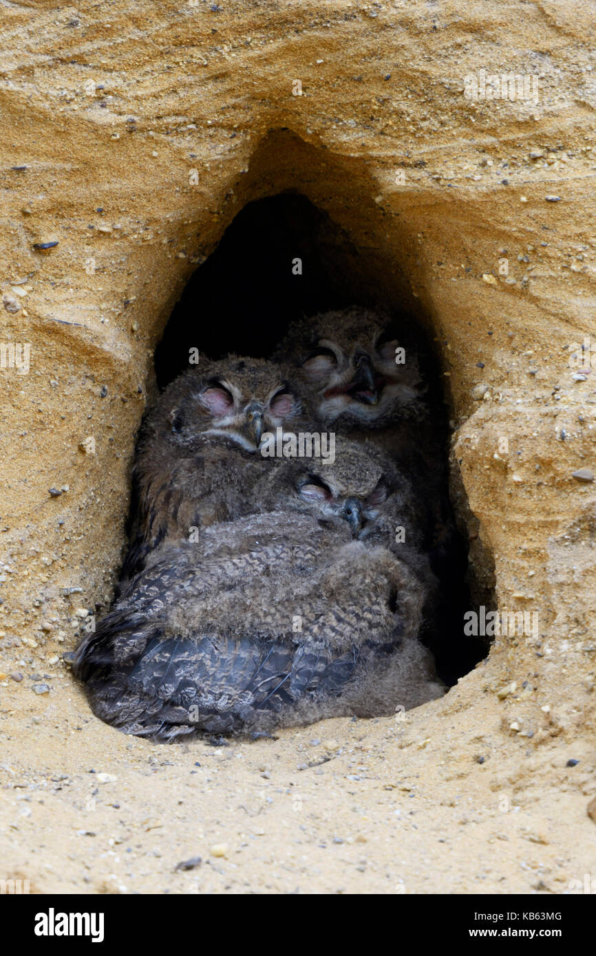 Eurasian Eagle Owls / Europaeische Uhus ( Bubo bubo ), young chicks, sitting together in the entrance of their nesting burrow, sleeping, funny, wildli Stock Photo