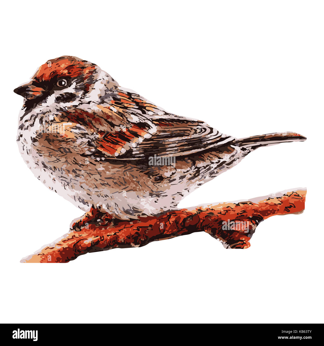 small sparrow on the tree. Bird illustration Stock Photo