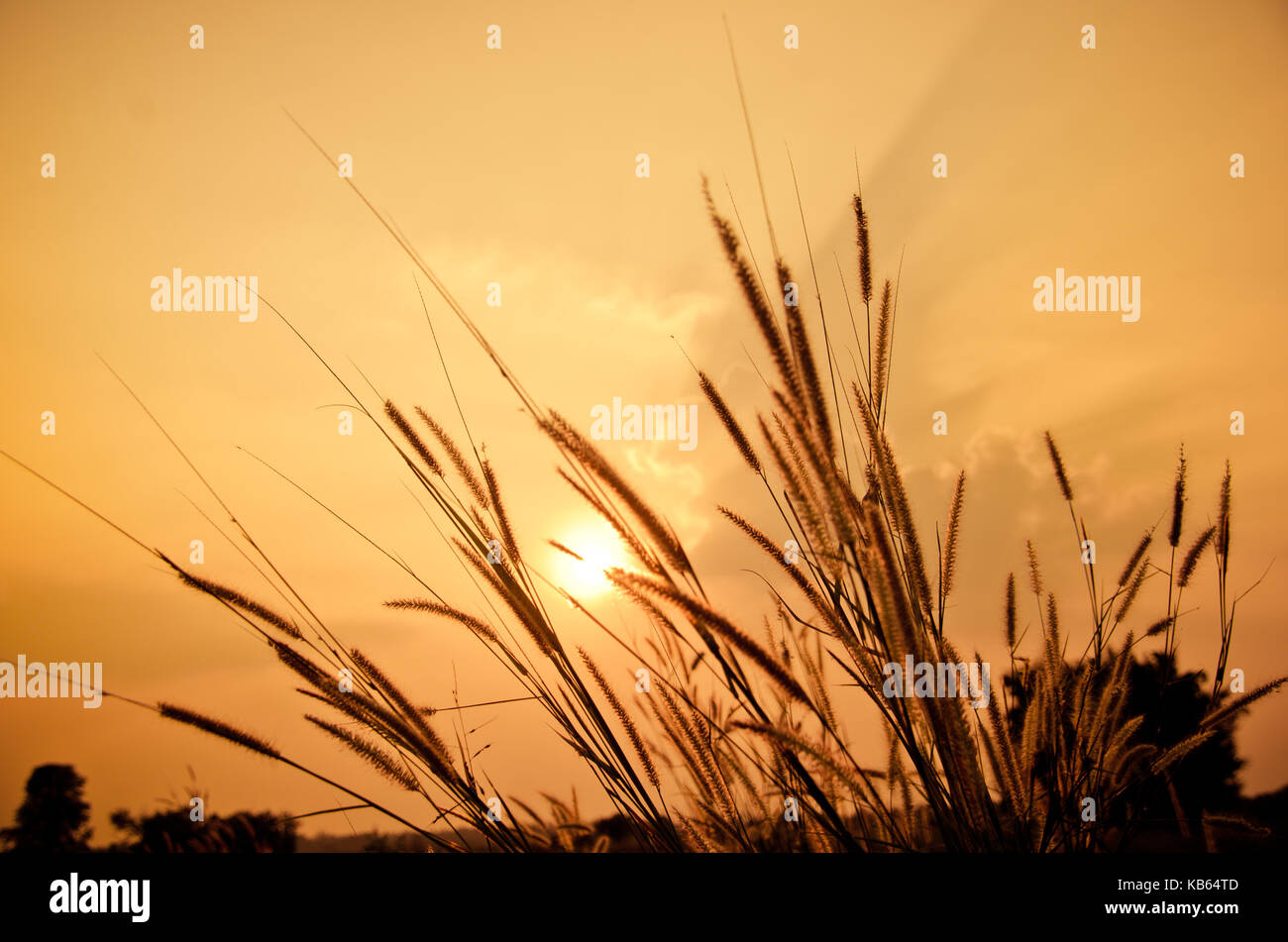 beautiful poaceae ,grasses in the meadow during the sunset. Beautiful sunset Stock Photo