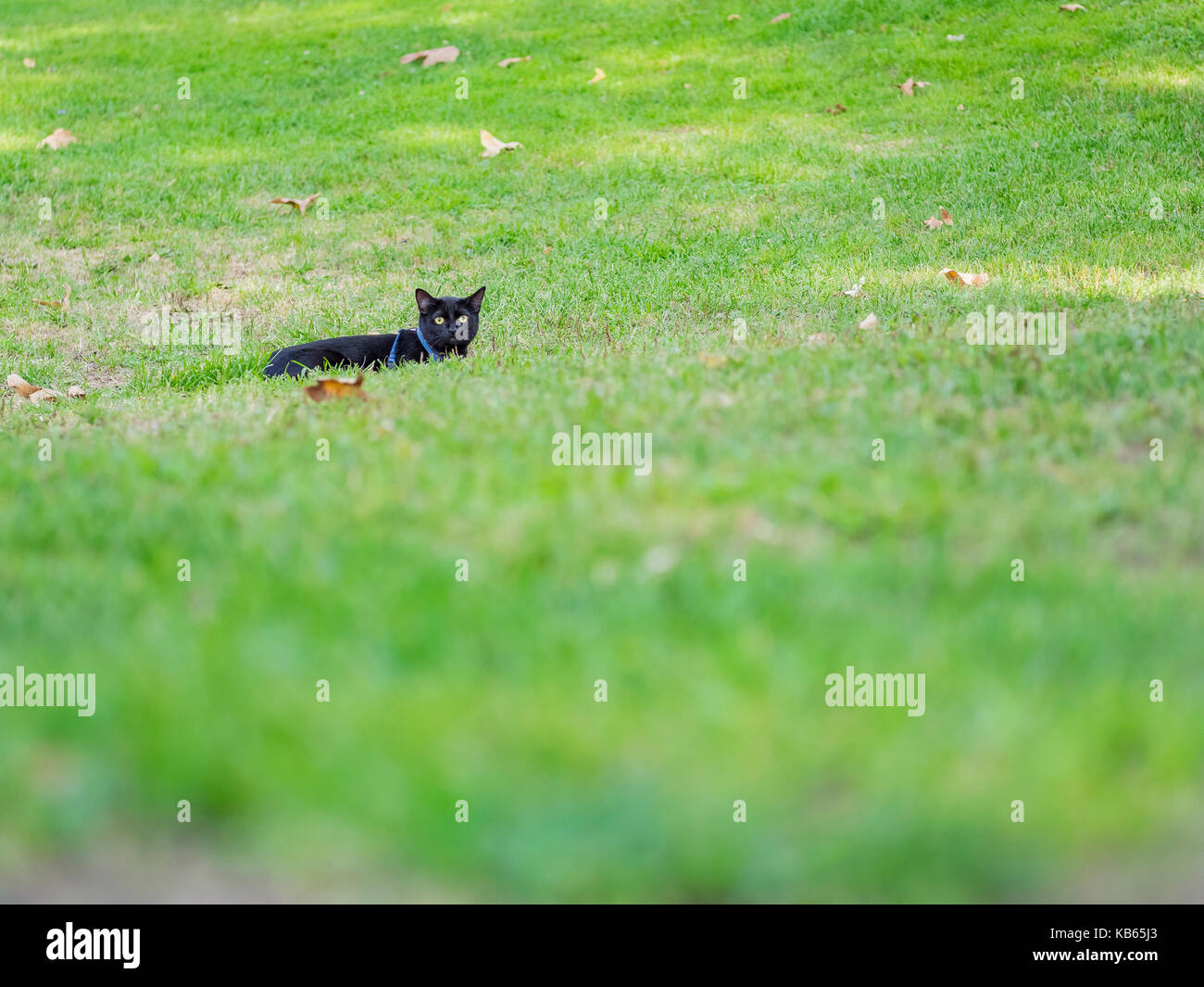 Black cat on grass hi-res stock photography and images - Alamy