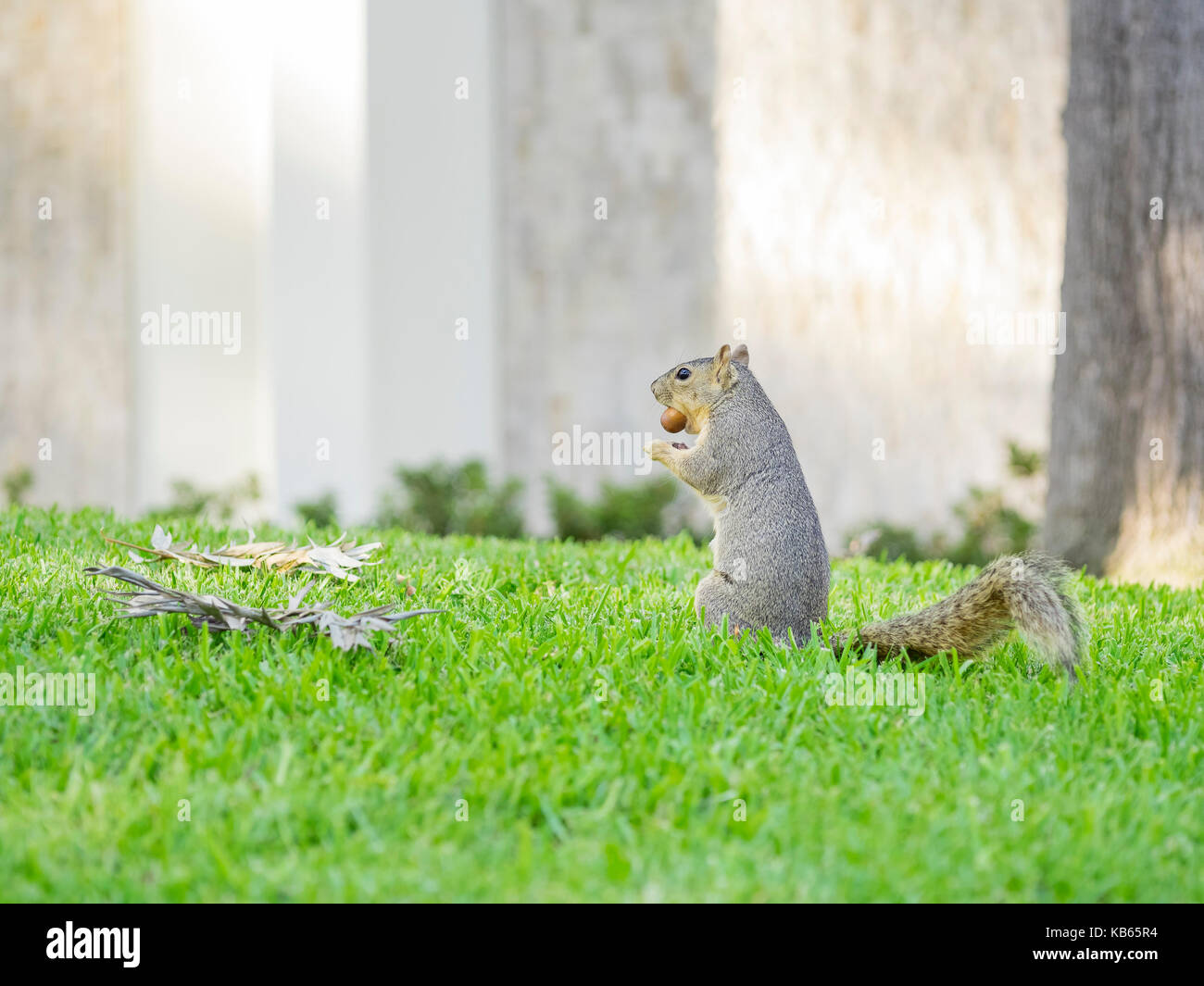 Cute small squirrel eating the nut Stock Photo Alamy