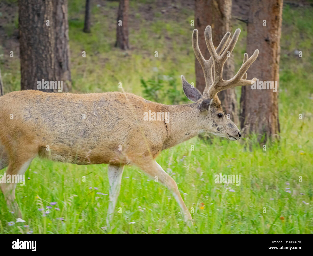 Wild deer walking around at Rocky Mountain National Park, Colorado