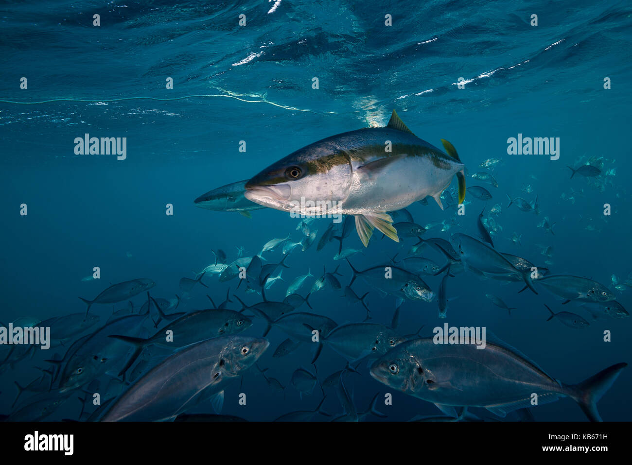 King fish swimming in a school of jackfish,Neptune Islands, South Australia. Stock Photo