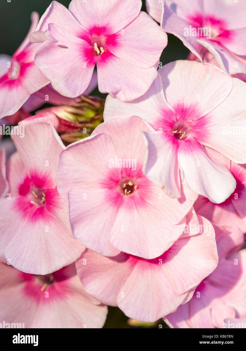 Close up of pink phlox flowers growing in garden. Scientific name: Phlox paniculata. Stock Photo