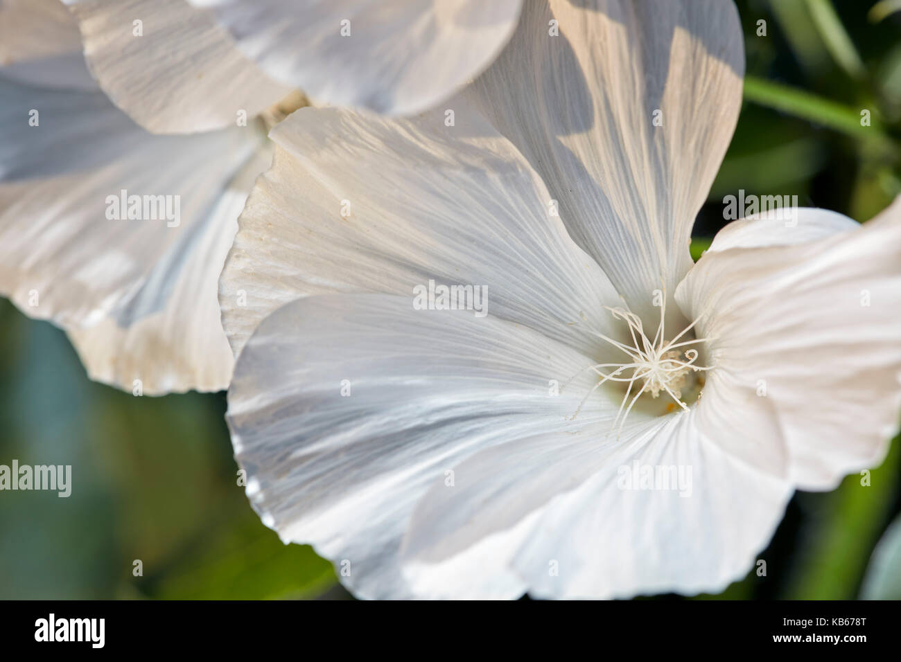 Royal Mallow flower close up. Scientific name: Lavatera trimestris. Stock Photo