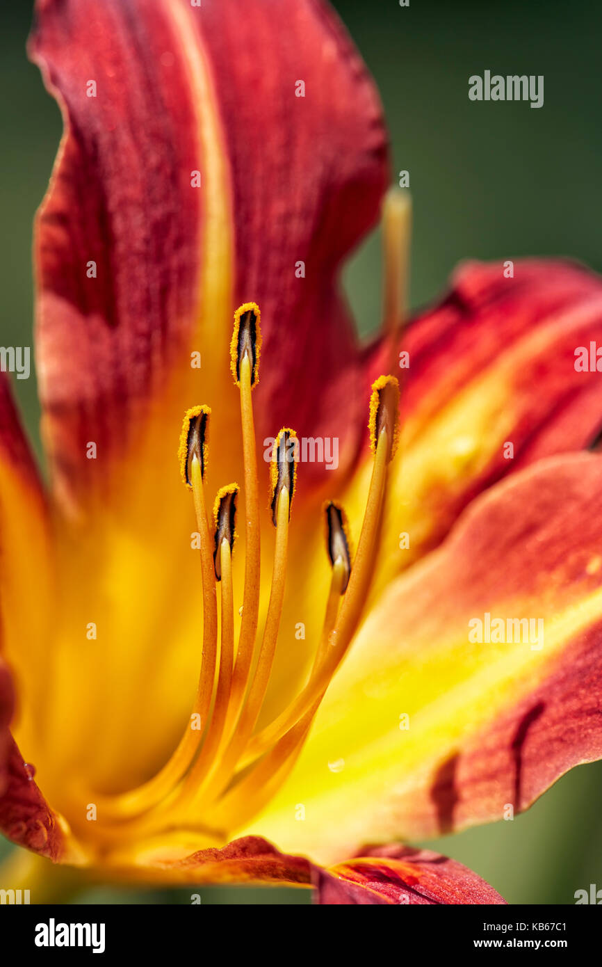 Close up of a striped daylily flower. Stock Photo