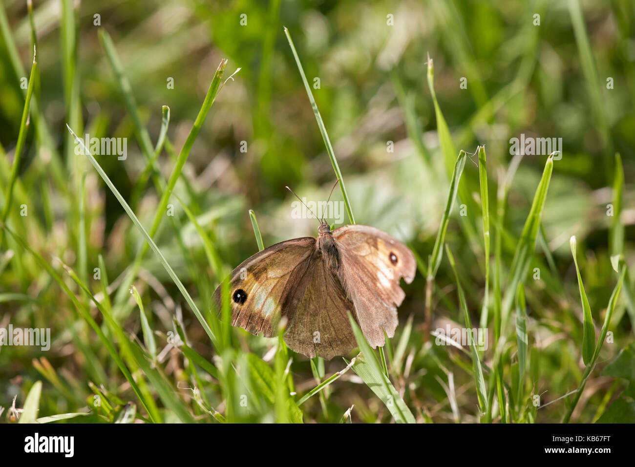 Meadow brown butterfly sitting in the grass. Scientific name: Maniola jurtina. Stock Photo