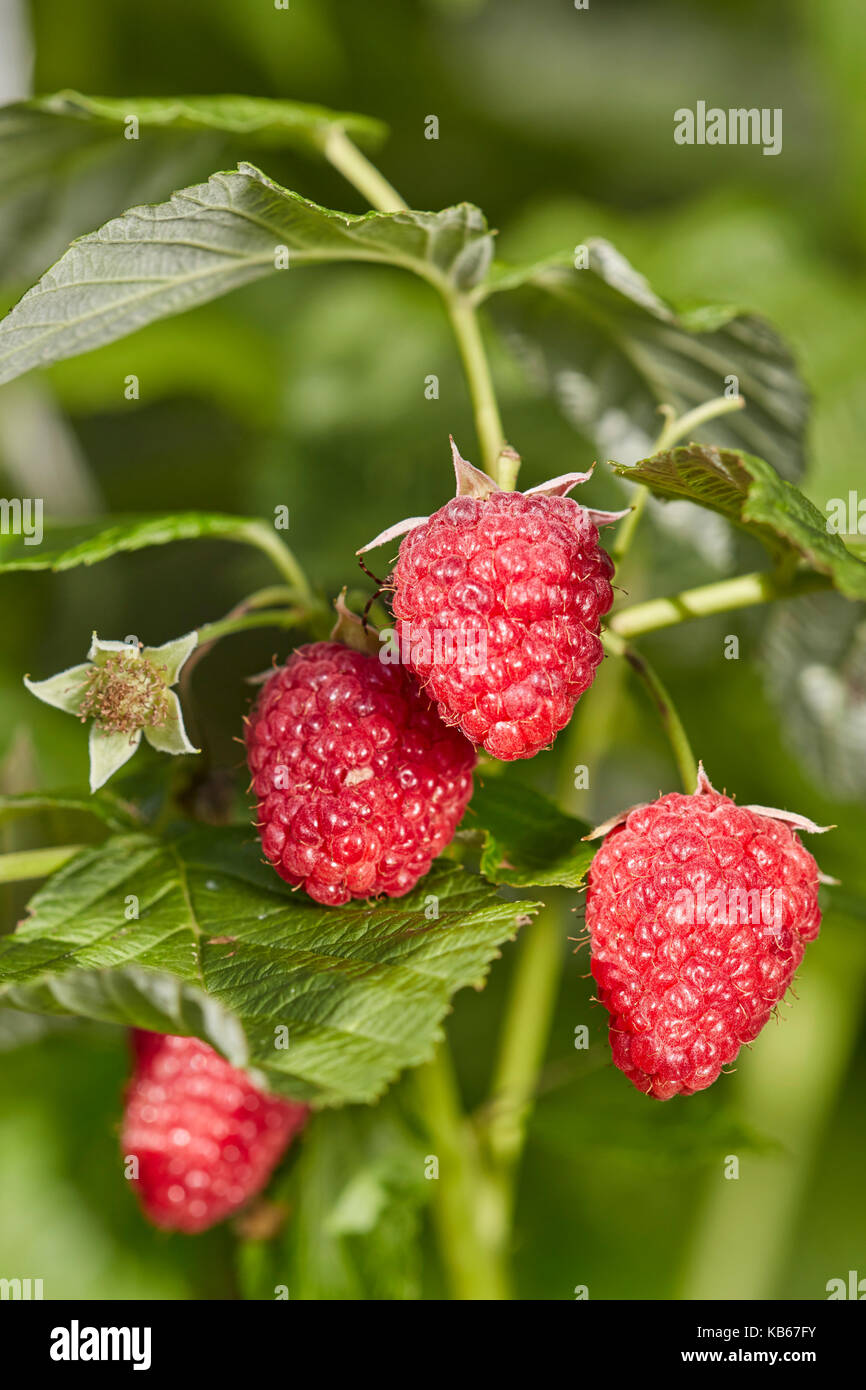 Close up of ripe raspberry fruits Stock Photo - Alamy