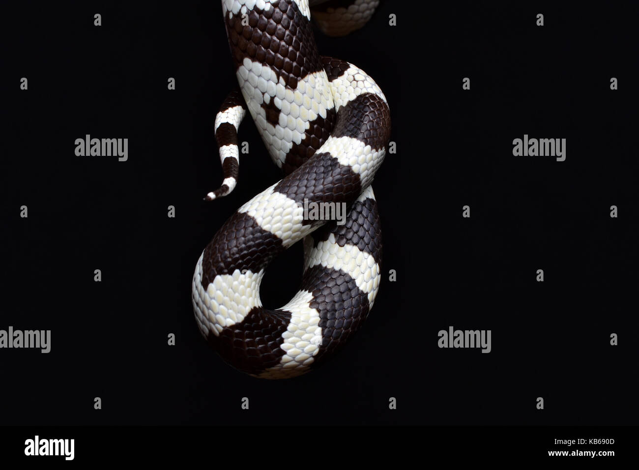 Californian Kingsnake (Lampropeltis getula californiae) tail in a studio with a black background. Stock Photo