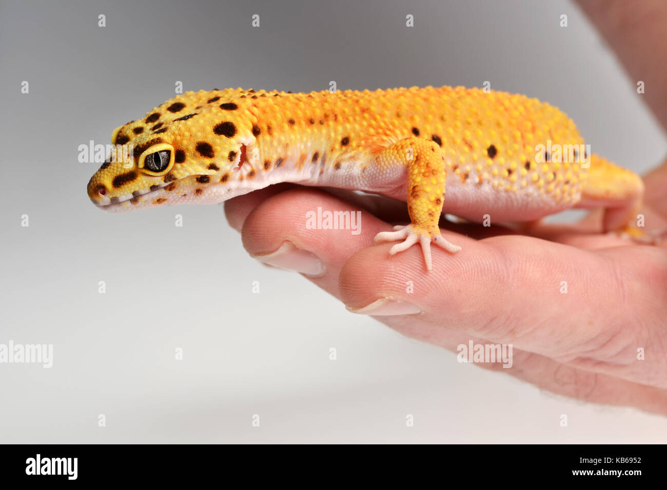 A Leopard Gecko (Eublepharis macularius) being held in a studio with a white background. Stock Photo