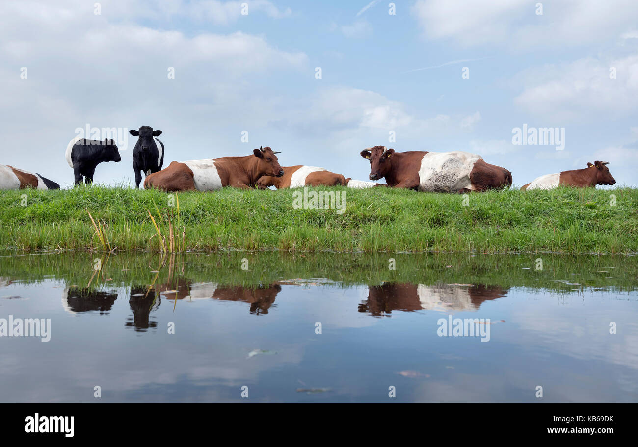 lakenvelder cows and calves in green grassy meadow reflected in water of canal in the netherlands near utrecht under blue sky Stock Photo