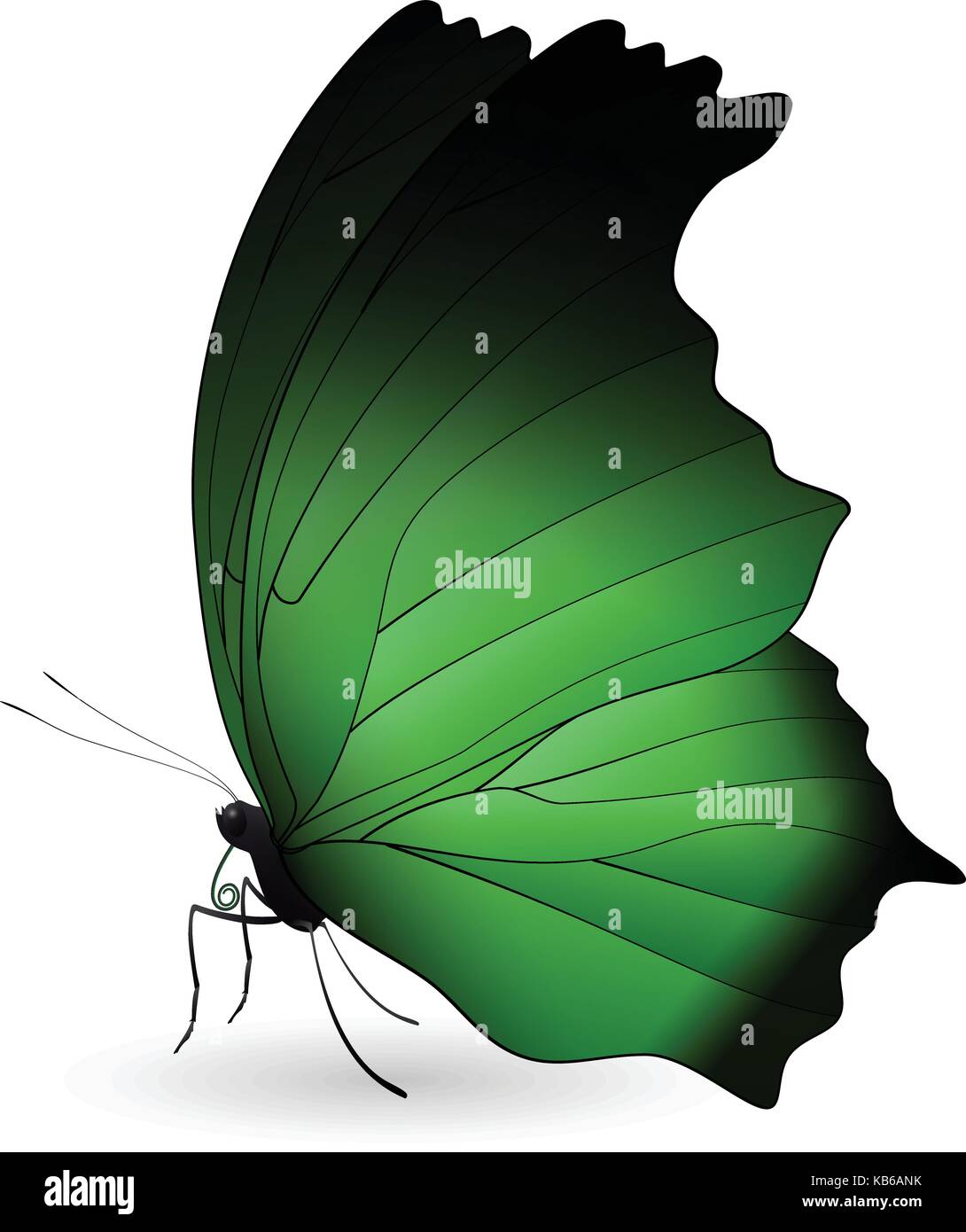 Beautiful butterfly isolated on a white background Stock Vector Image ...