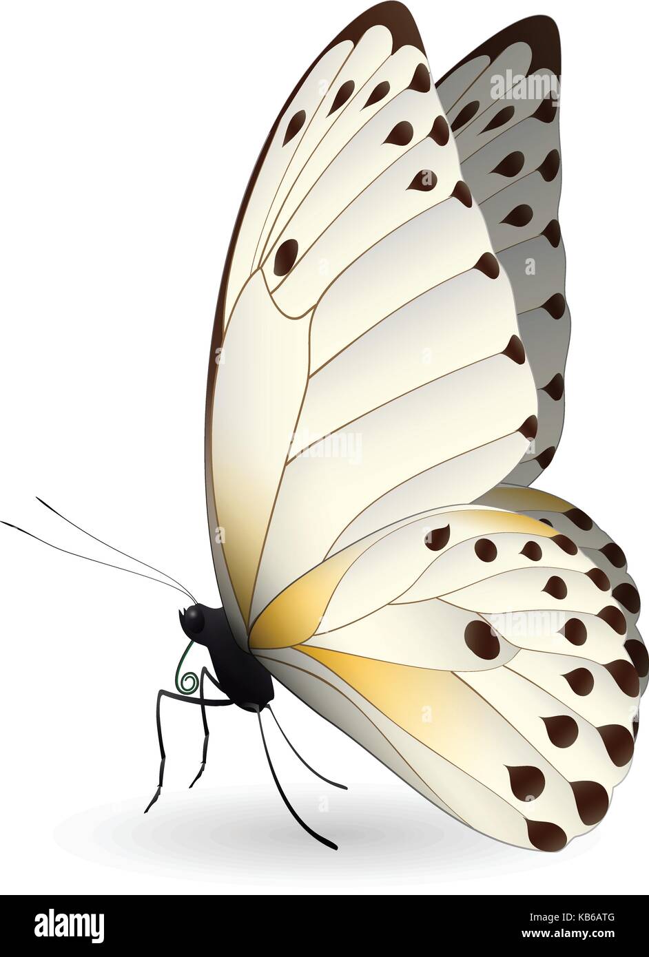 486,416 White Butterfly Isolated Images, Stock Photos, 3D objects, &  Vectors