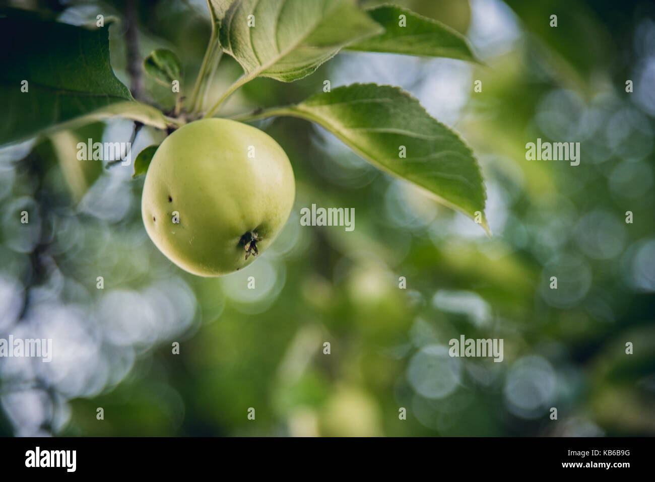 green apple hanging from a tree Stock Photo - Alamy