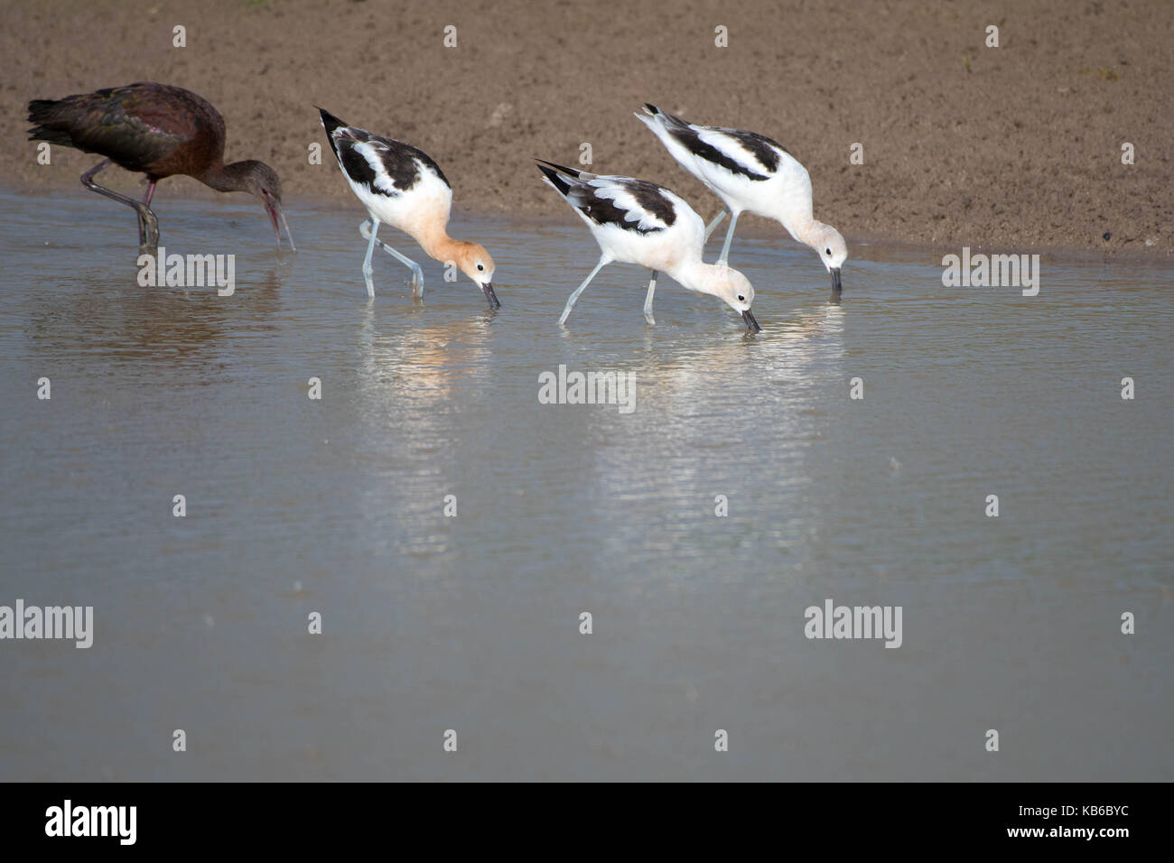 American Avocets, (Recurvirostra americana), and White-faced ibis, (Plegadis chihi ), Bosque del Apache National Wildlife Refuge, New Mexico, USA. Stock Photo