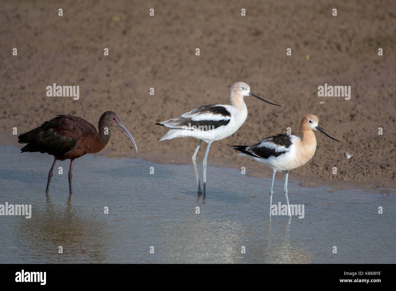 American Avocets, (Recurvirostra americana), and White-faced ibis, (Plegadis chihi ), Bosque del Apache National Wildlife Refuge, New Mexico, USA. Stock Photo