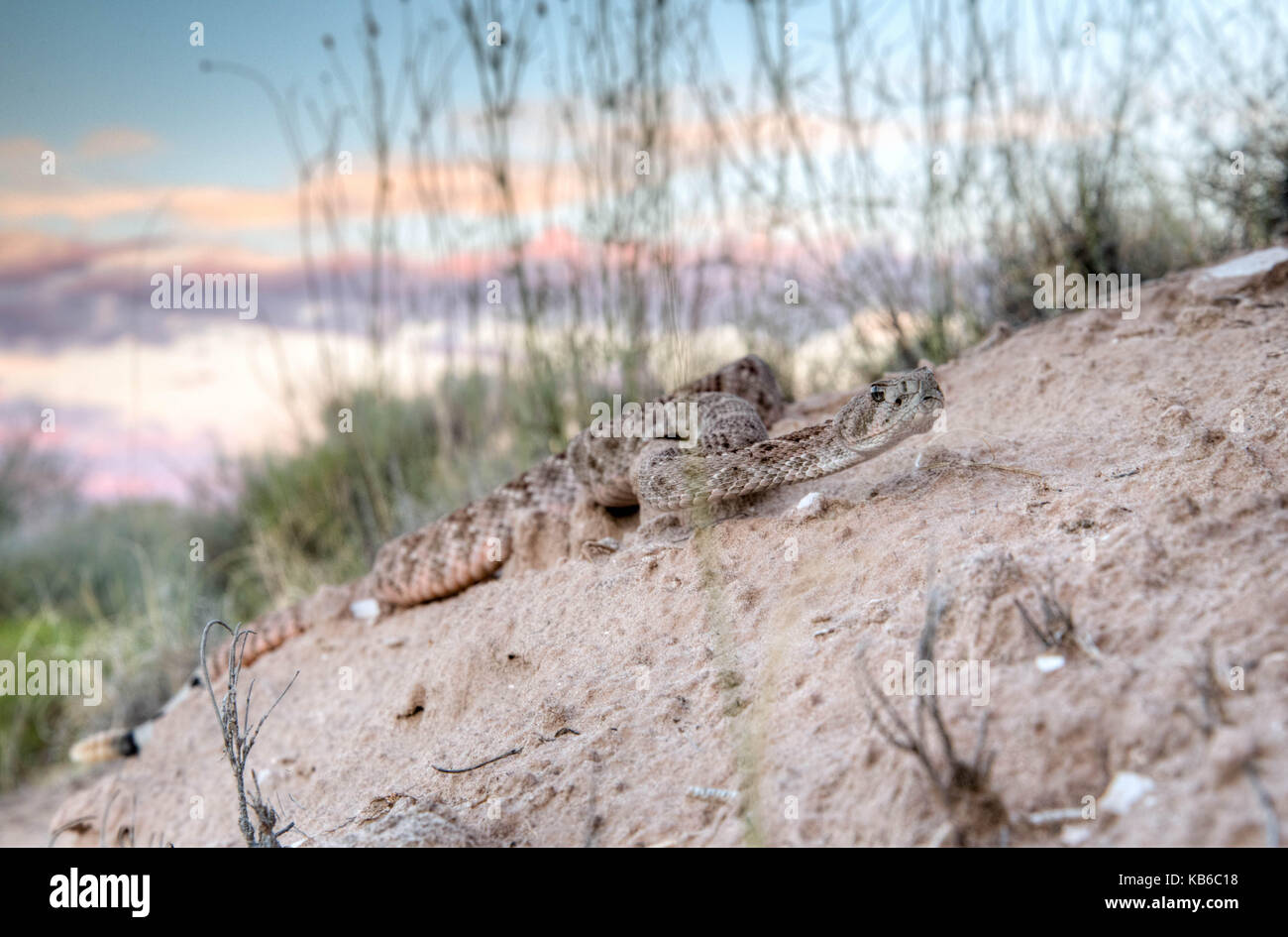 Western Diamond-backed Rattlesnake, (Crotalus atrox), Bosque del Apache ...