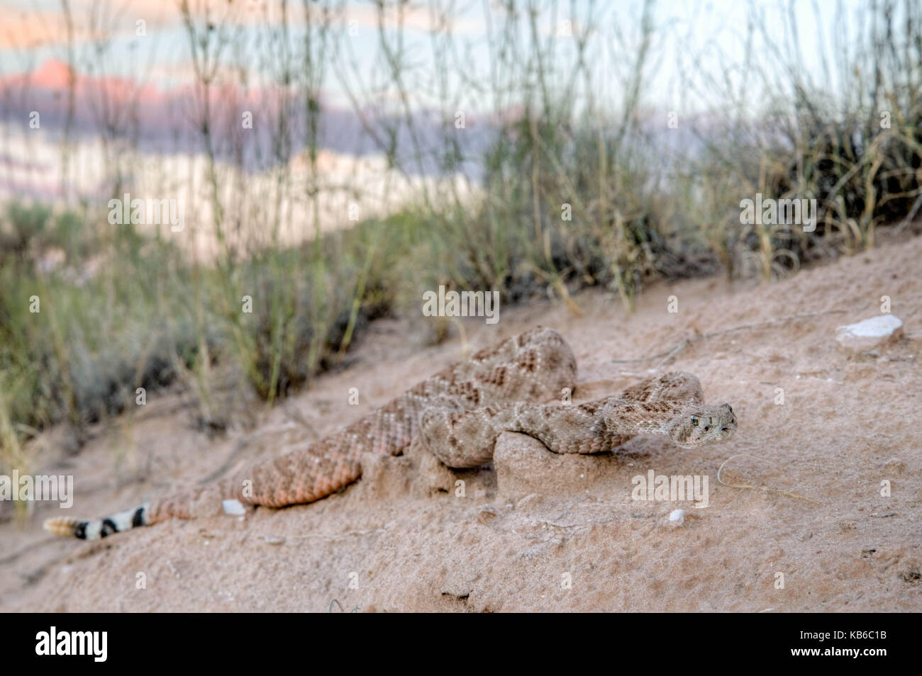 Western Diamond-backed Rattlesnake, (Crotalus atrox), Bosque del Apache ...
