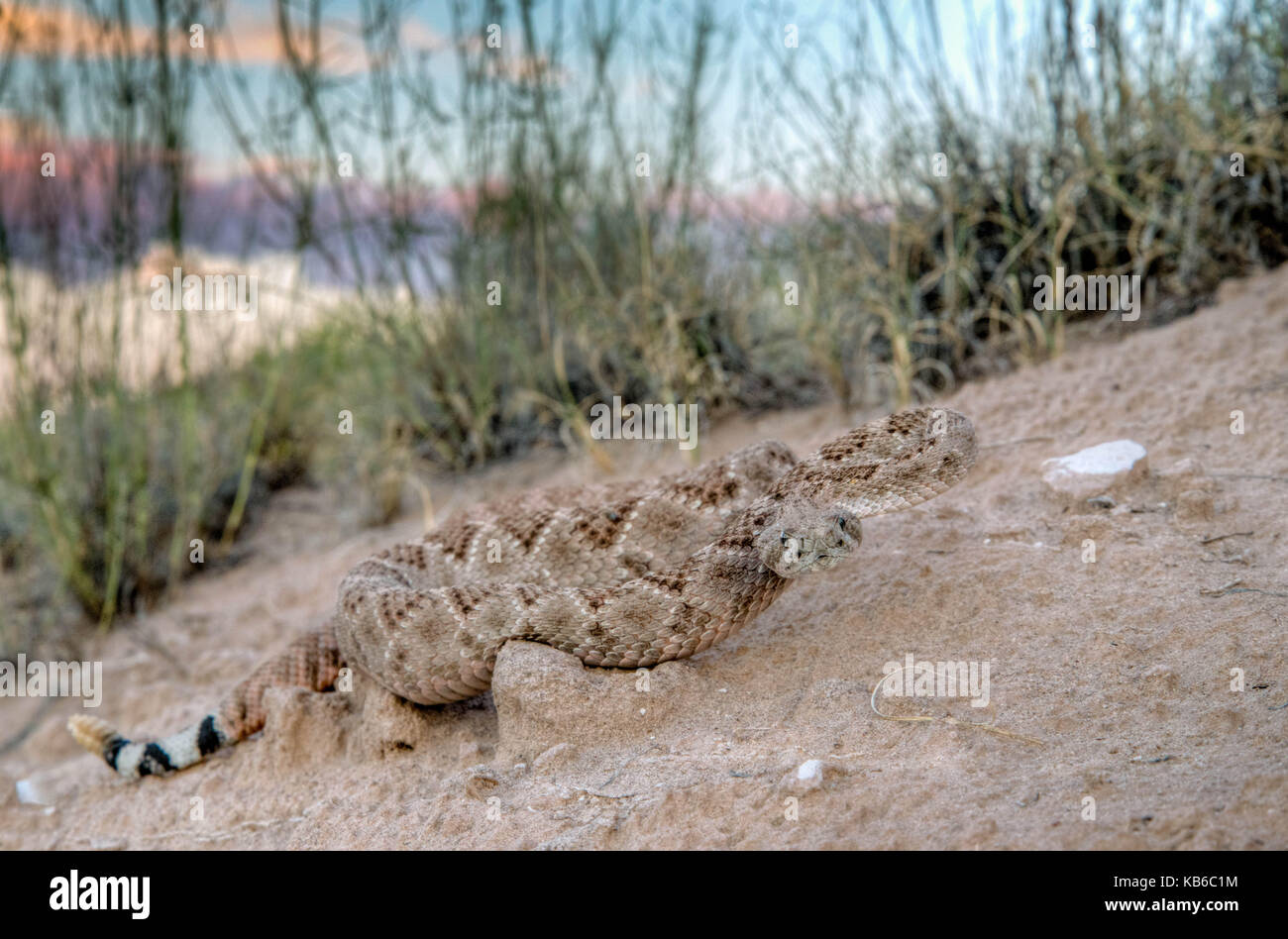 Western Diamond-backed Rattlesnake, (Crotalus atrox), Bosque del Apache ...