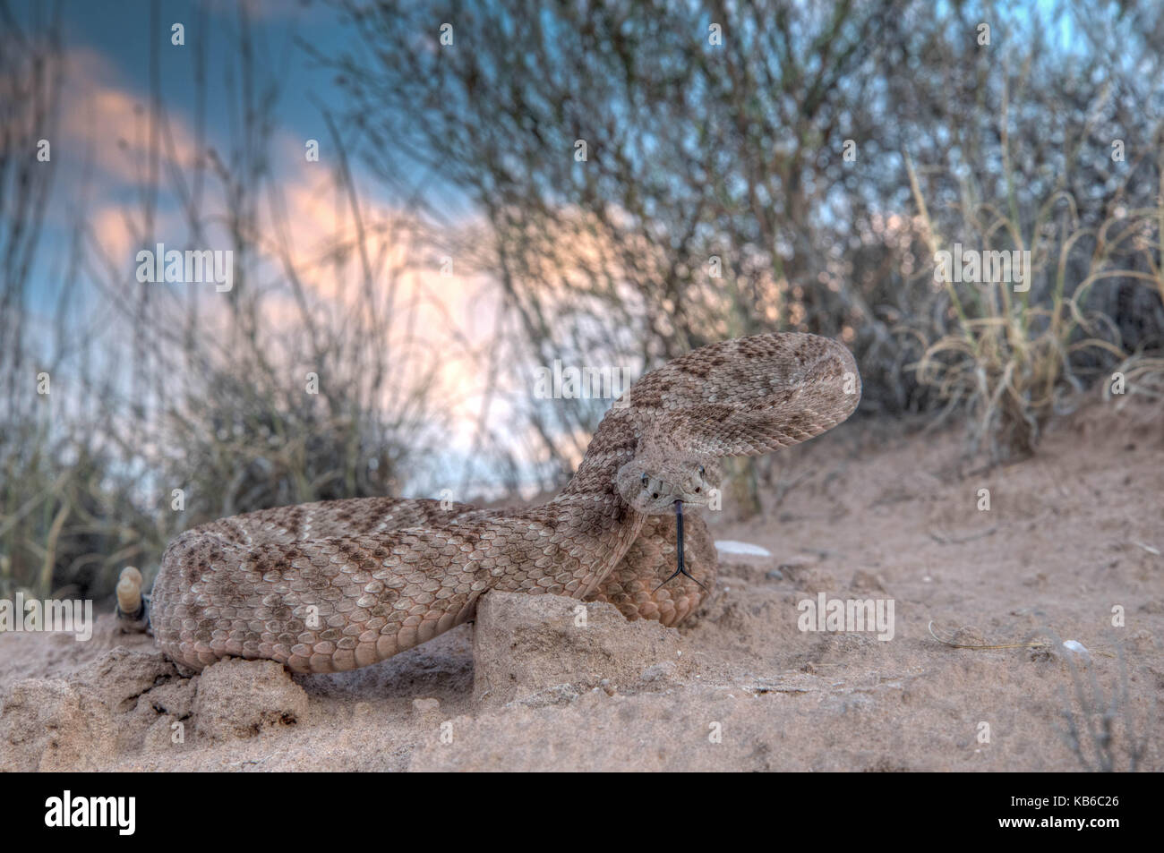 Western Diamond-backed Rattlesnake, (Crotalus atrox), Bosque del Apache ...