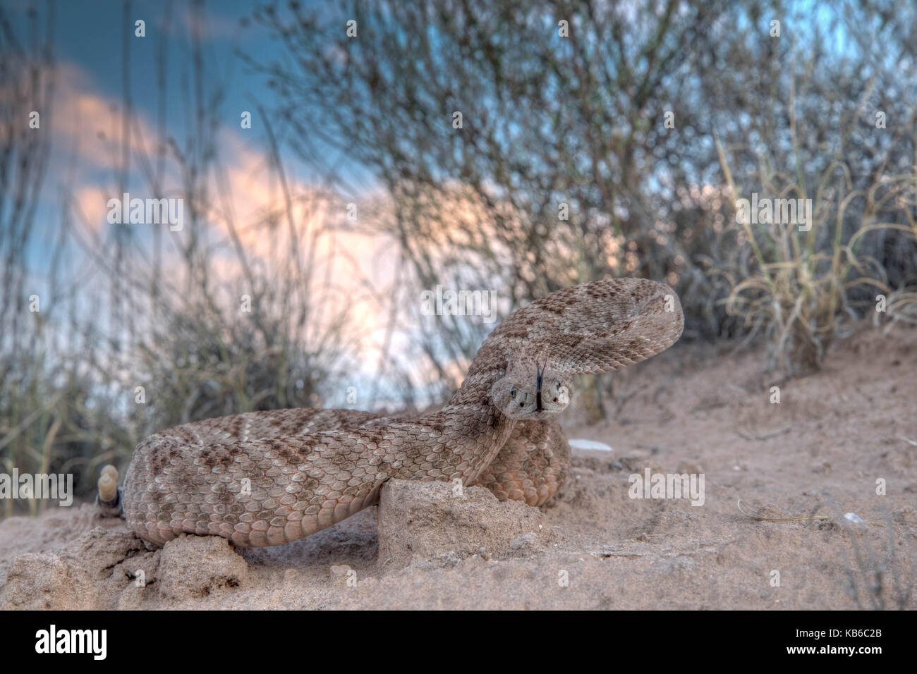 Western Diamond-backed Rattlesnake, (Crotalus atrox), Bosque del Apache ...