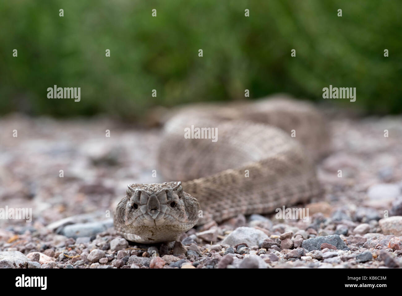Western Diamond-backed rattlesnake, (Crotalus atrox), Bosque del Apache ...