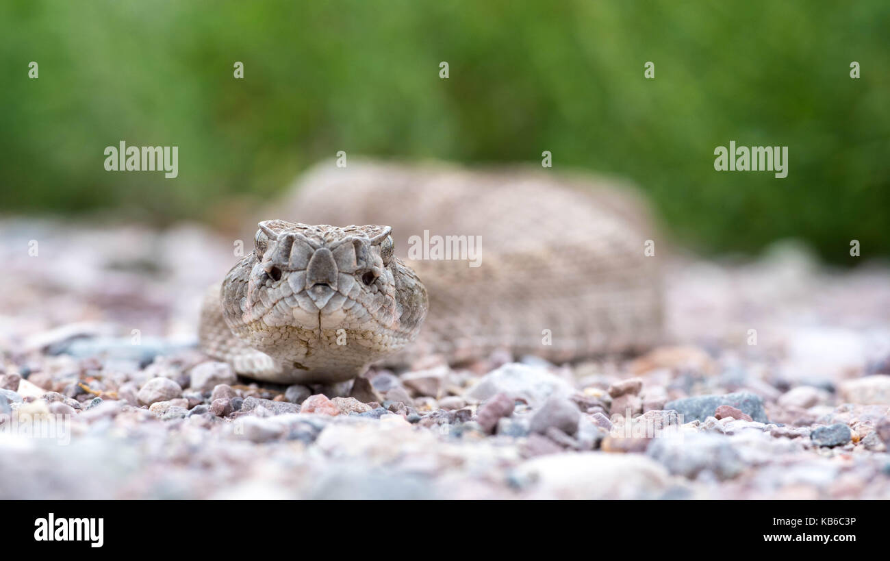 Western Diamond-backed rattlesnake, (Crotalus atrox), Bosque del Apache ...