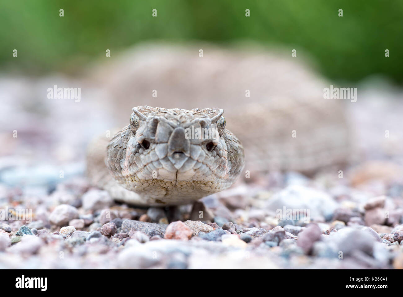 Western Diamond-backed rattlesnake, (Crotalus atrox), Bosque del Apache ...