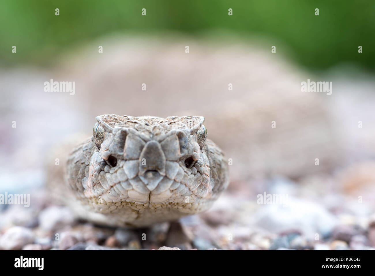 Western Diamond-backed rattlesnake, (Crotalus atrox), Bosque del Apache ...