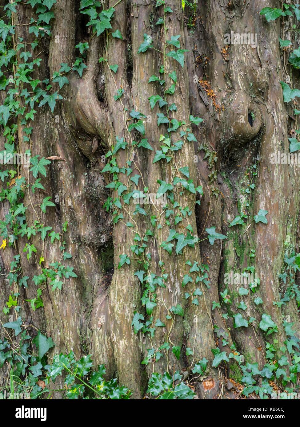 Yew trunk, Taxus baccata Stock Photo