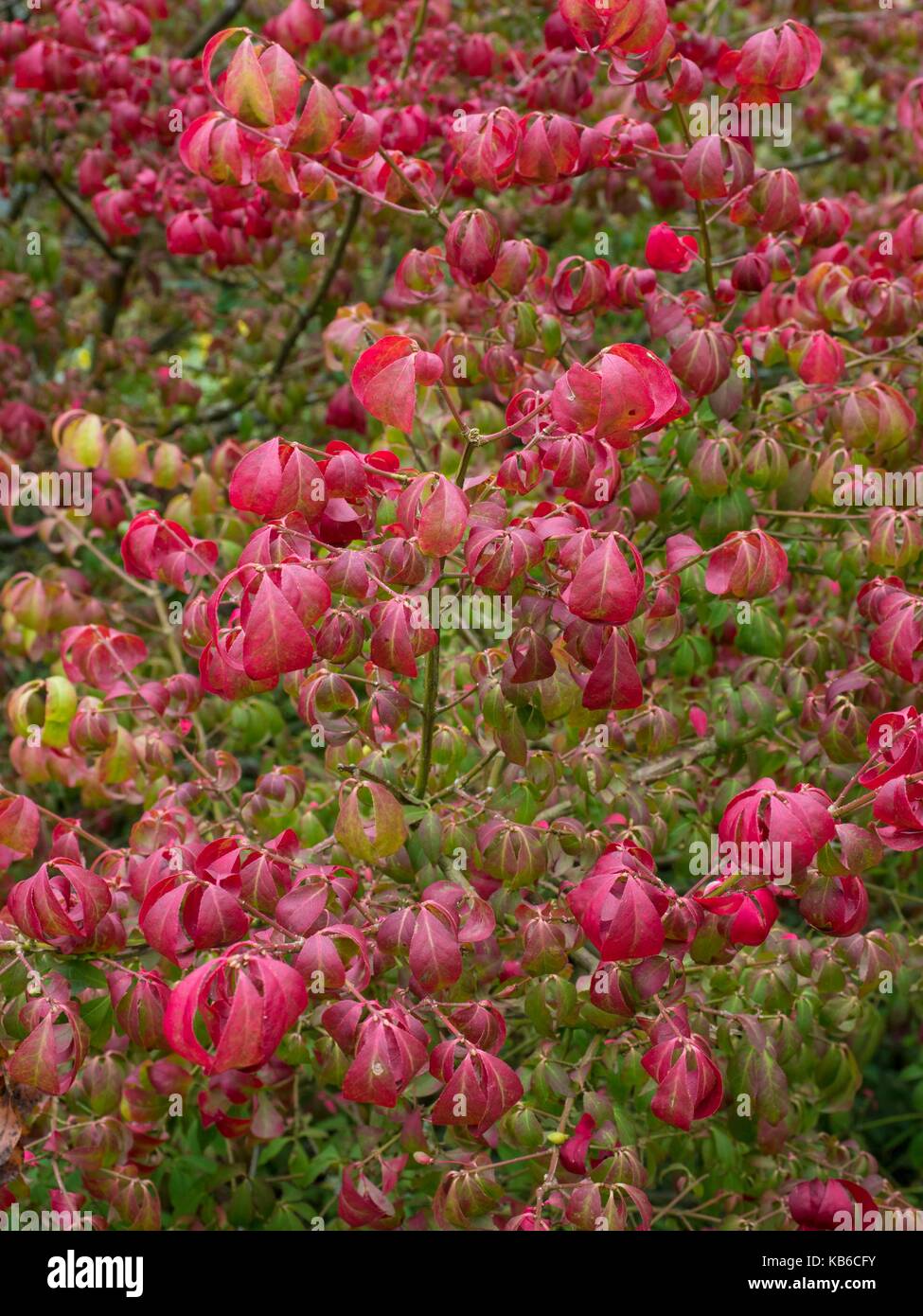 Euonymus alatus, winged spindle tree Stock Photo Alamy