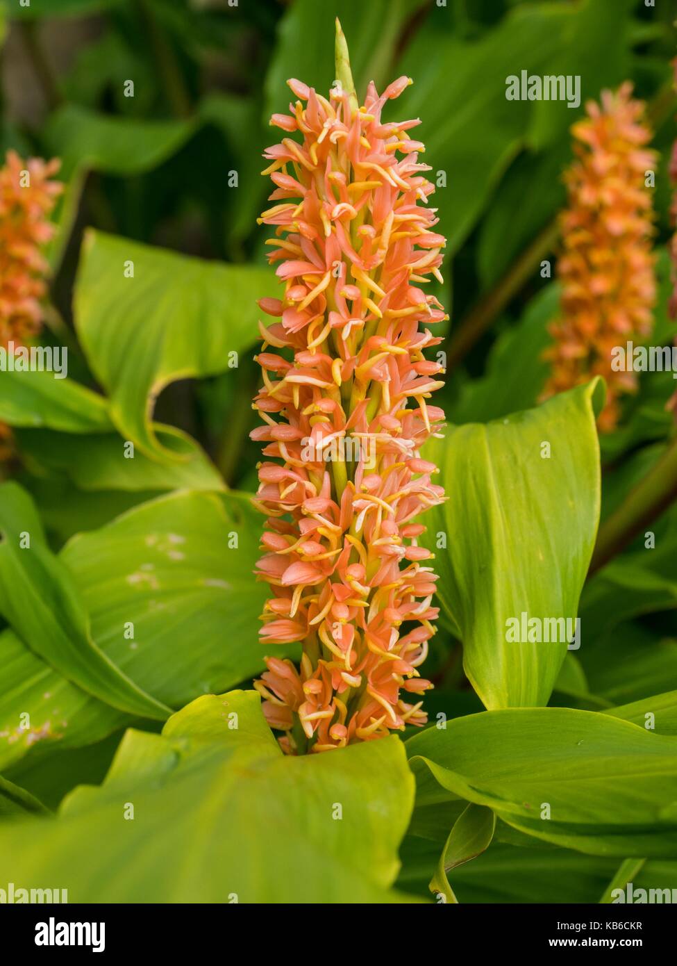 Hedychium densiflorum 'Assam Orange' ginger lily 'Assam Orange' Stock Photo