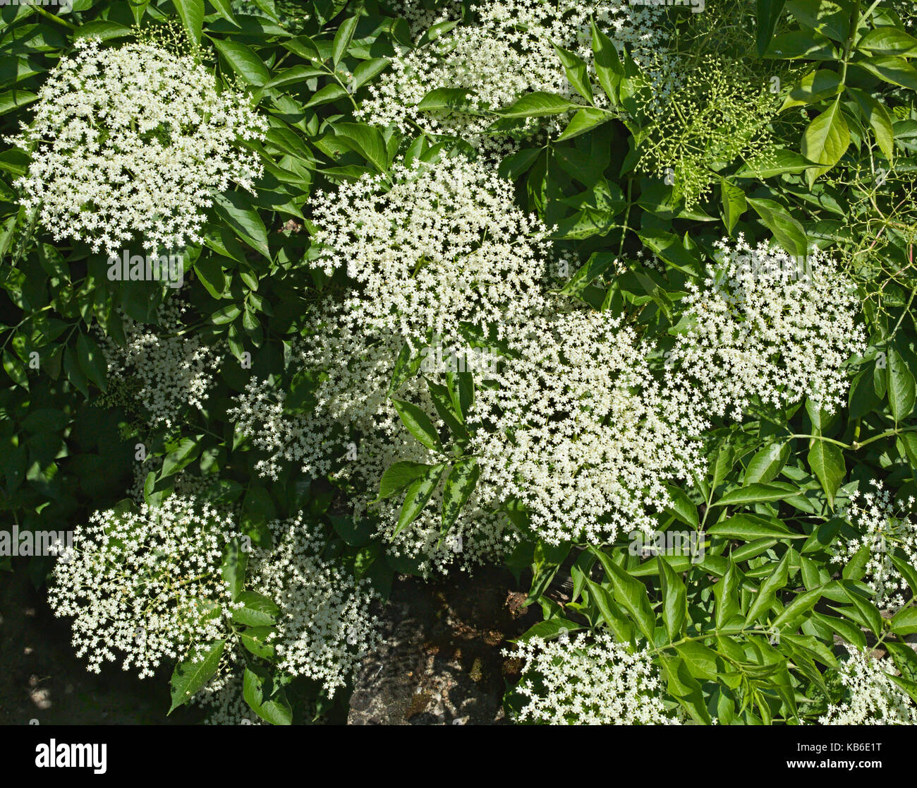 Elder tree hires stock photography and images Alamy