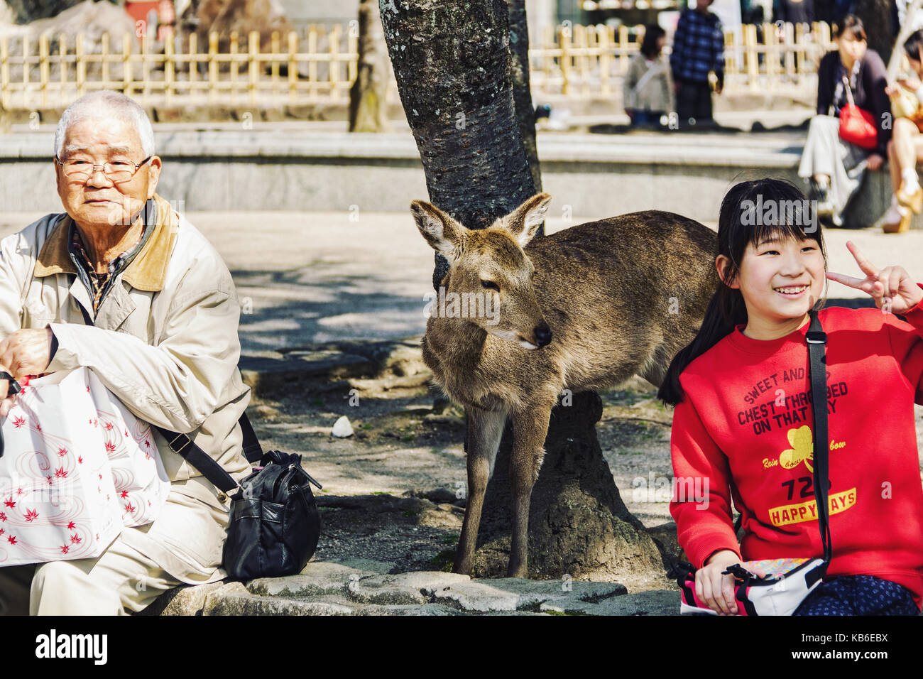 Japanese people, old man and young girl enjoy sunny day at the park in a company of wild deer in Miyjajima island, J Stock Photo